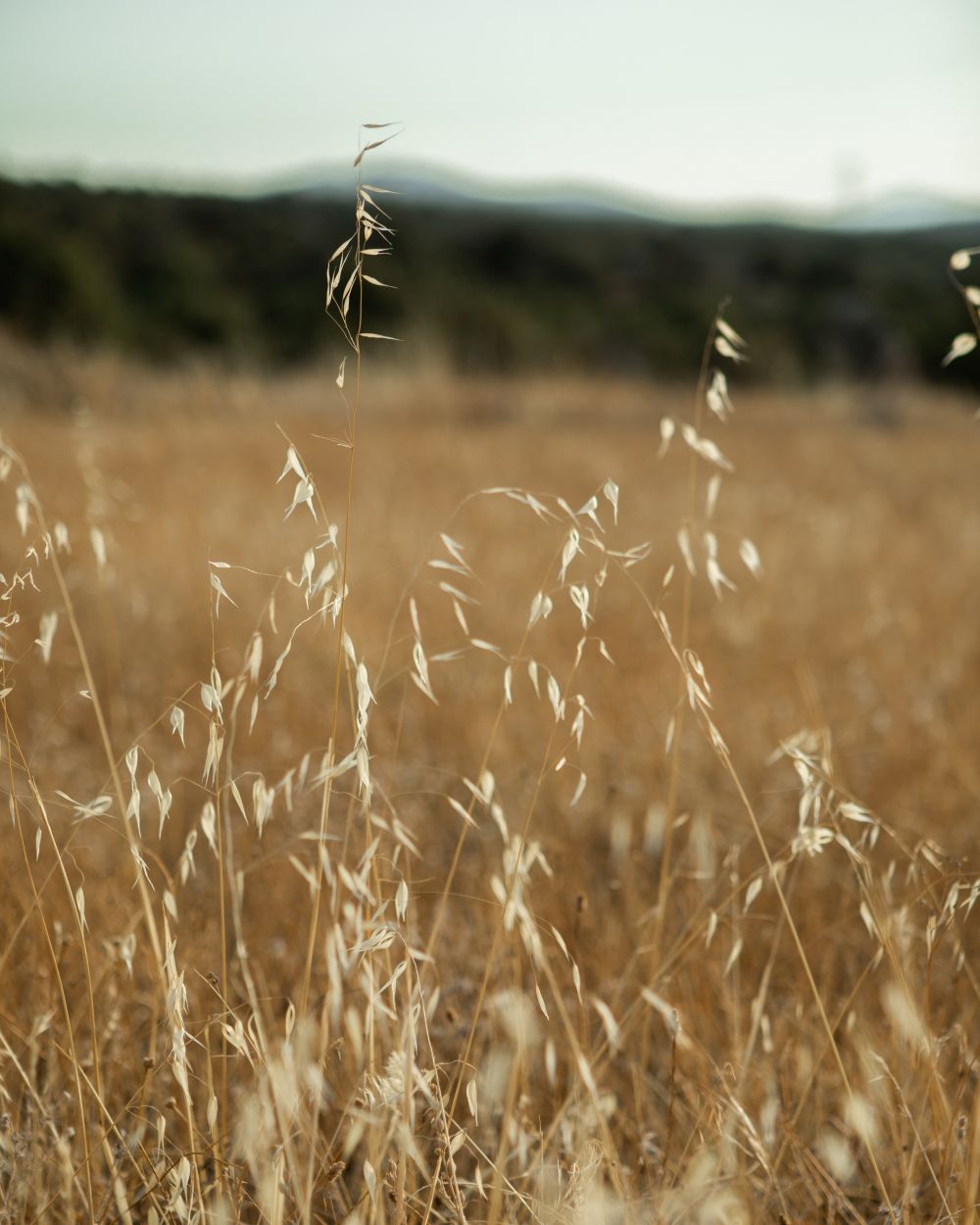 Campo de espigas doradas.